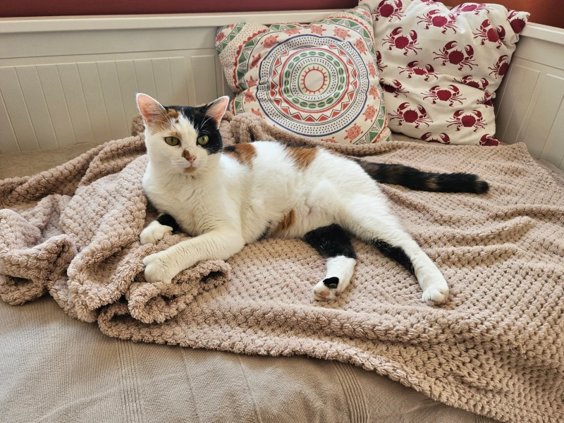 Chatphir pension indivuduelle chat à Nîmes - Chipie se prélassant dans la chambre Solana.