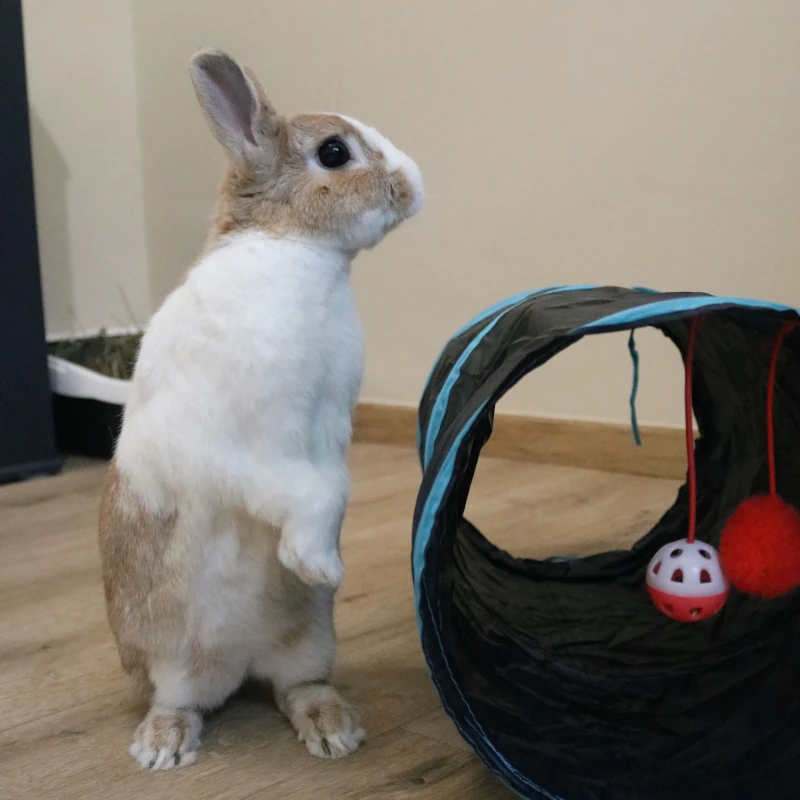 Chatphir pension indivuduelle lapin à Nîmes - Robie explorant la chambre Calida.