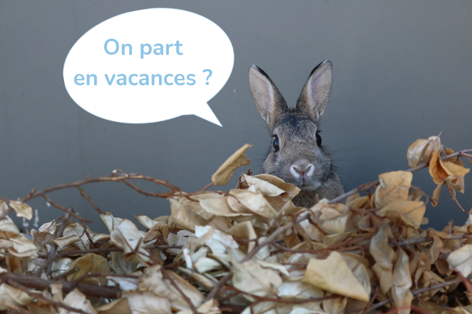 Chatphir, Pension pour chat et lapin à Nîmes entre Montpellier et Avignon. Découvrez nos tarifs.