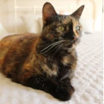 Maya, Chatphir - pension pour chat et lapin à Nîmes entre Montpellier et Avignon
