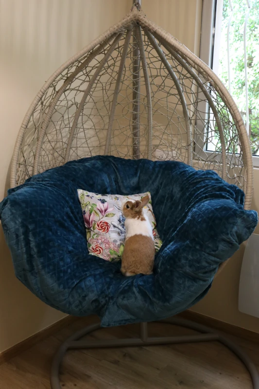 Chambre Calidà : lapin lop installé dans la chaise œuf suspendue — pension lapin à Nîmes