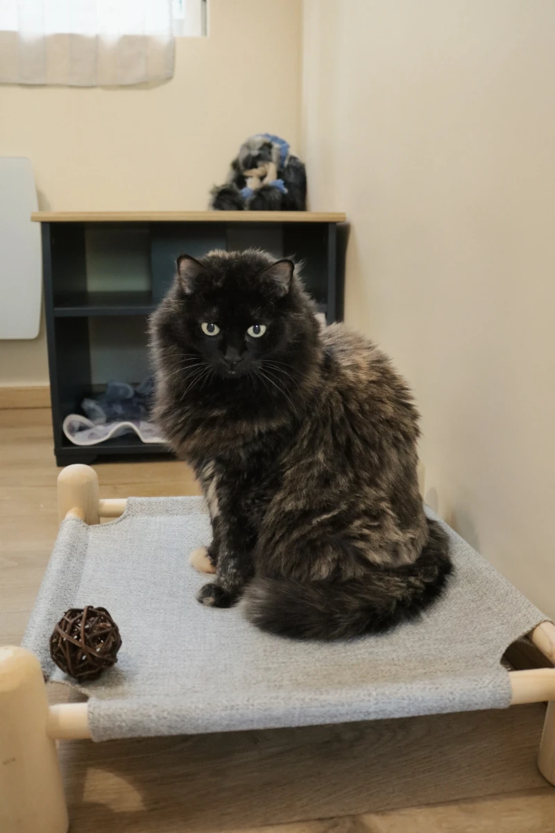 Chambre Calidà : Chat sur hamac — pension chat et lapin à Nîmes