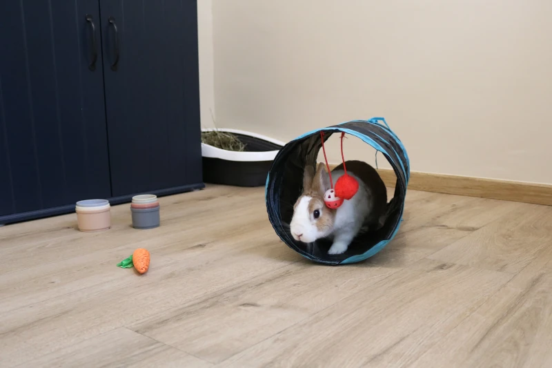 Chambre Calidà : Lapin jouant dans tunnel — pension chat et lapin à Nîmes
