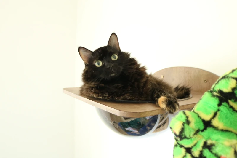 Chambre Jungle Geek : chat installé sur cubes muraux thème Mario — pension chat et lapin à Nîmes