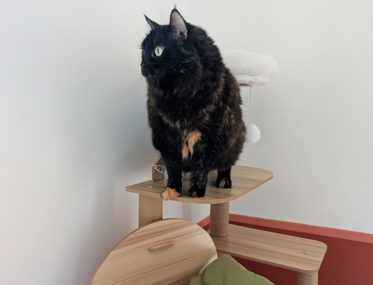 Chambre Solana : chat sur tapis fleuri devant commode blanche, mur terracotta — garde chat et lapin à Nîmes