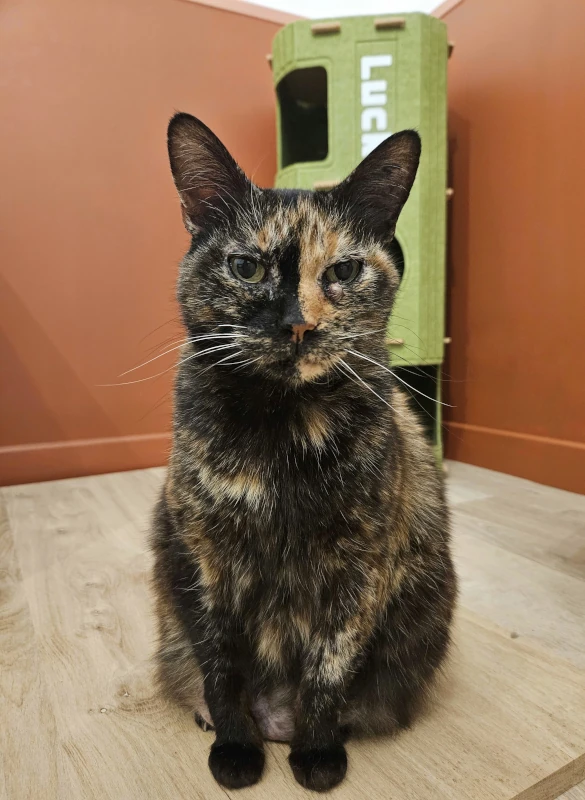 Chambre Solana : chat devant son arbre à chat vert — pension chat et lapin à Nîmes