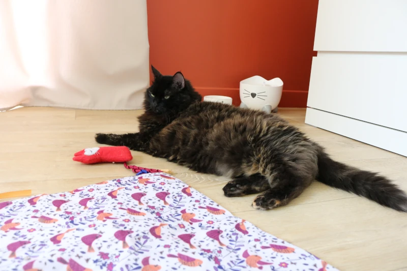 Chatphir, pension chat et lapin à nimes, chambre solana vue générale 7.