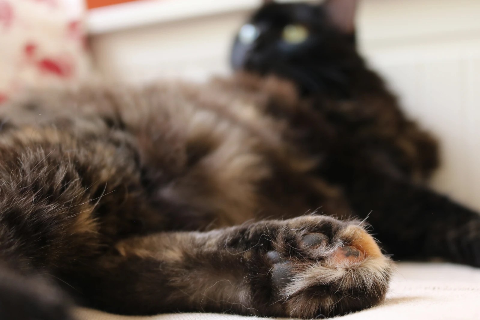 Chatphir, Pension pour chat et lapin à Nîmes entre Montpellier et Avignon. Découvrez nos chambres.