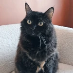Tam, Chatphir - pension pour chat et lapin à Nîmes entre Montpellier et Avignon